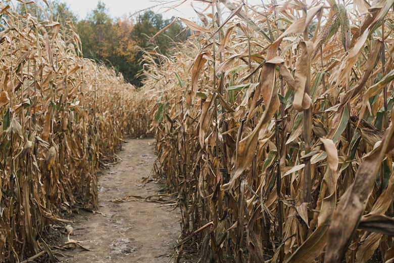秋天穿过玉米的小路