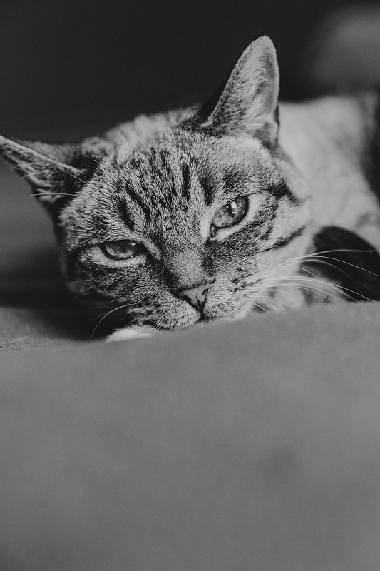 黑白相间的虎斑猫
