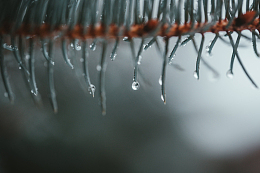 云杉针叶尖端的雨滴
