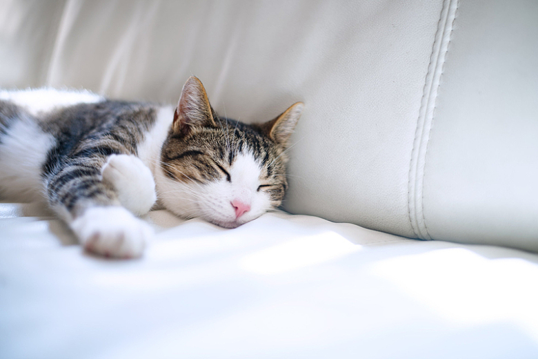 皮革沙发上趴着睡觉的猫咪