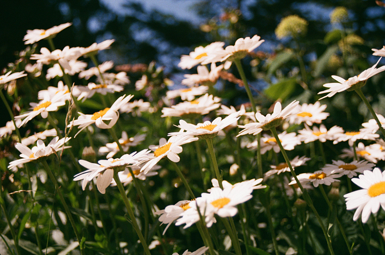 阳光照射下的田野里开着白色的花
