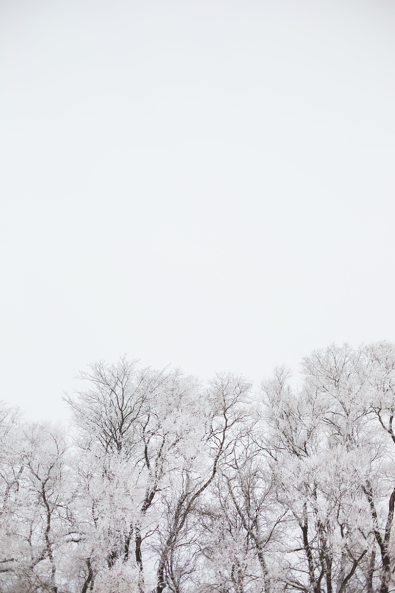 白色天空中被雪覆盖的树木