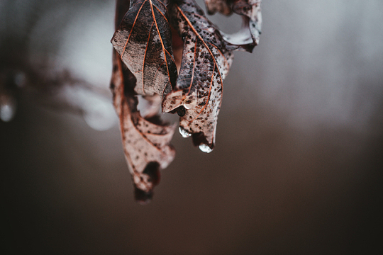 雨滴开始在叶尖上形成