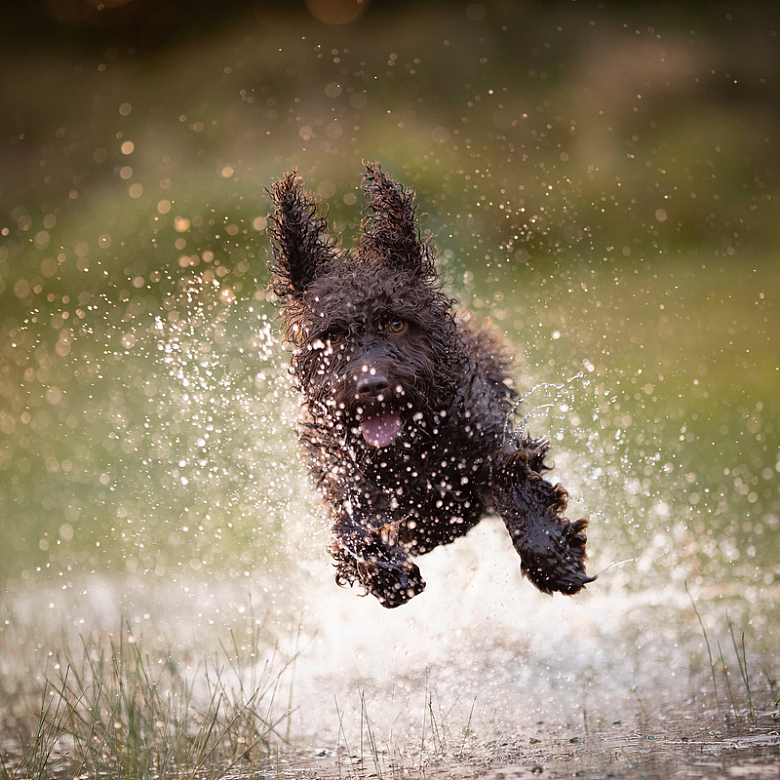 在草地水潭里奔跑的小狗