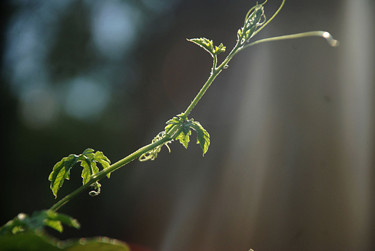 背光的绿色植物茎