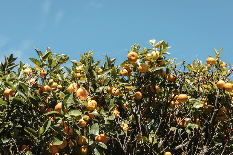 橘园的枝干结满了果实