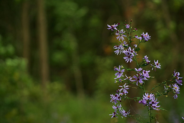 森林里的紫色野花