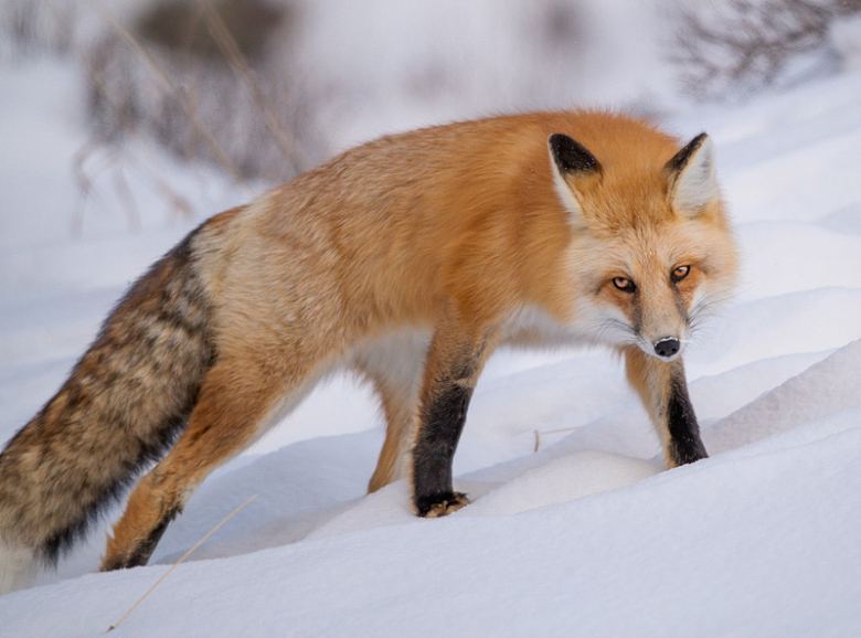 狐狸站在白色的雪地