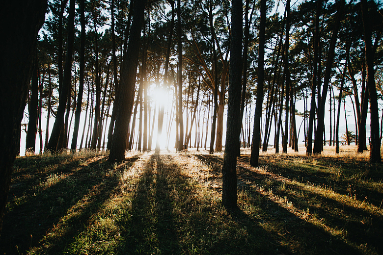 阳光穿过森林树木照耀在草地上