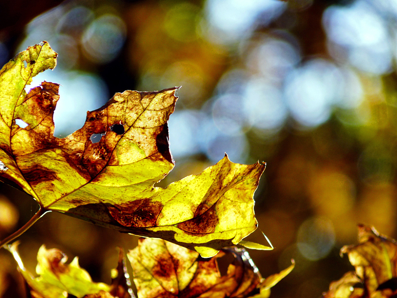 秋天黄色的落叶
