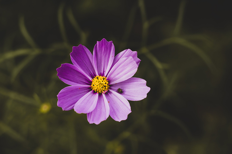 紫色花朵里的小蜜蜂