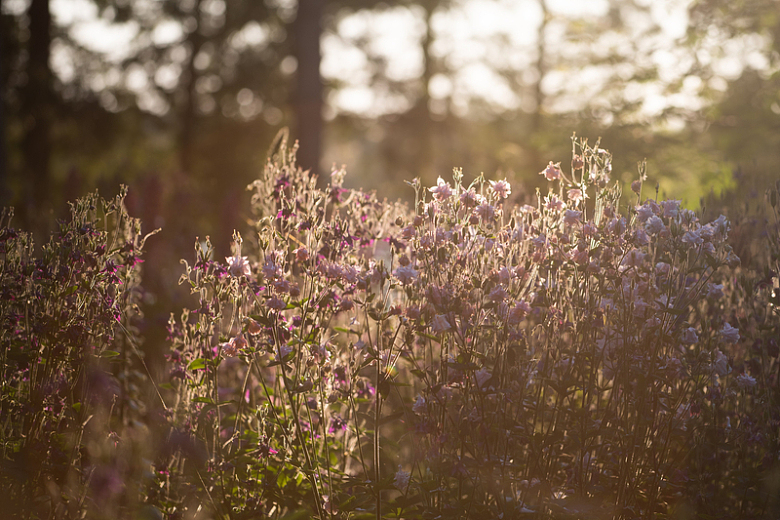 一簇簇粉红色的花在早晨的阳光下闪闪发光