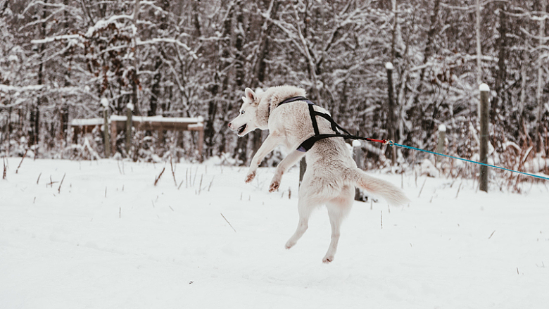 雪橇犬兴奋地跳到空中