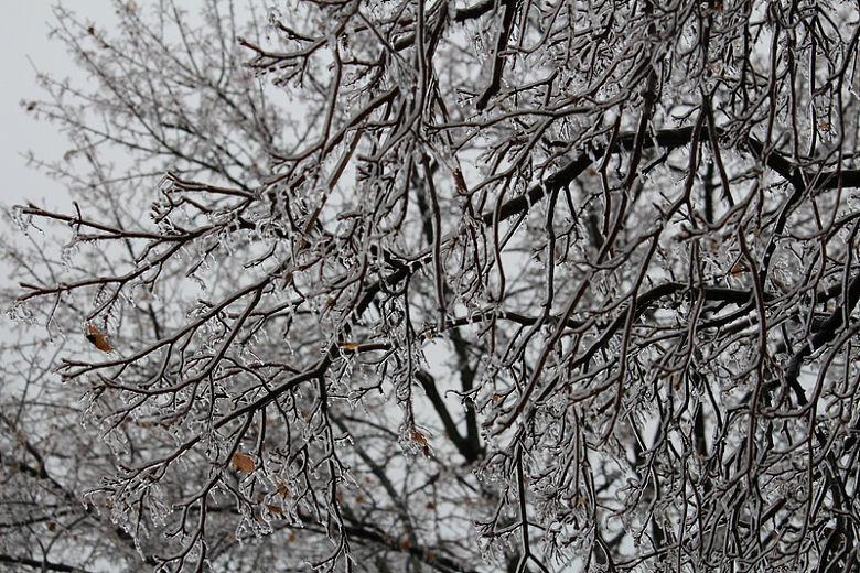 冬天冰冻结冰的树枝