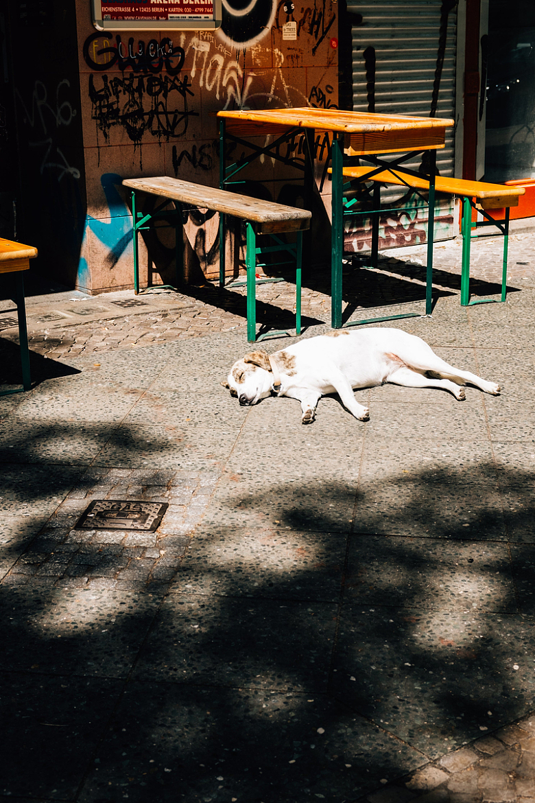 躺在街道里晒太阳的宠物狗