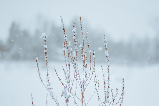 枯萎植物上的雪