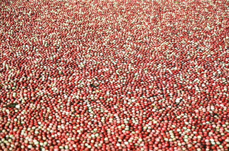 排列整齐的蔓越莓浆果