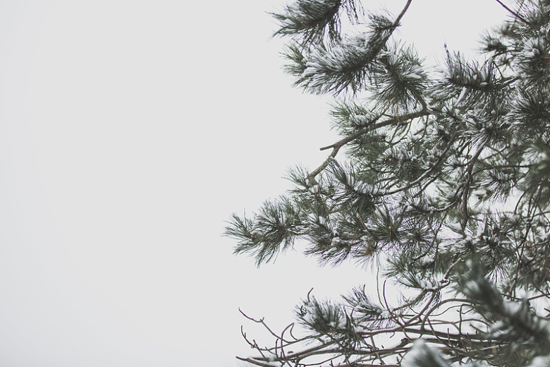 冬天的天空和松树