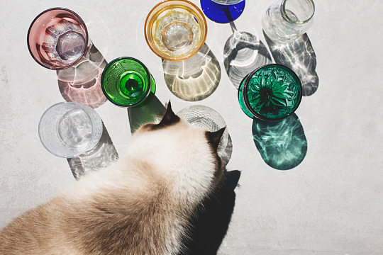 猫在光线下靠近玻璃器皿