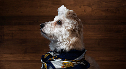 一只看起来很时髦的白色小猎犬