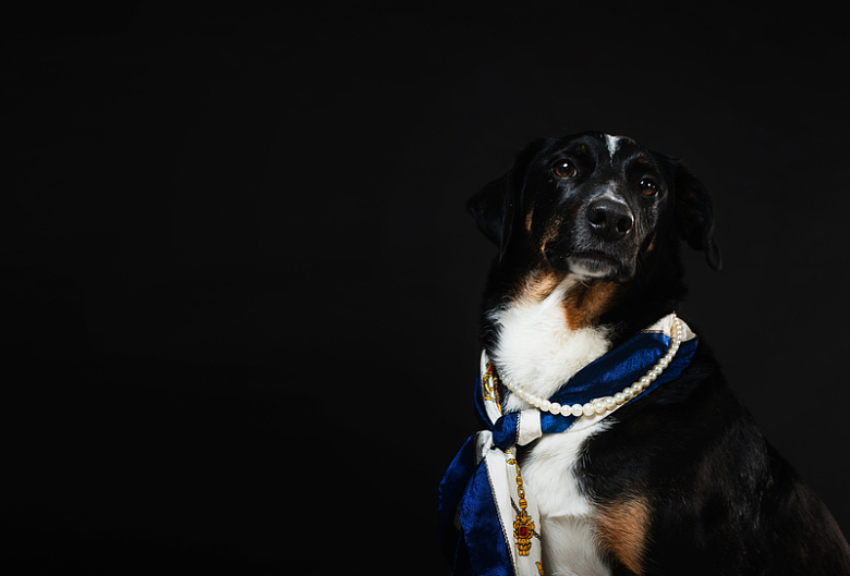 佩戴航海围巾和珍珠项链的优雅小狗