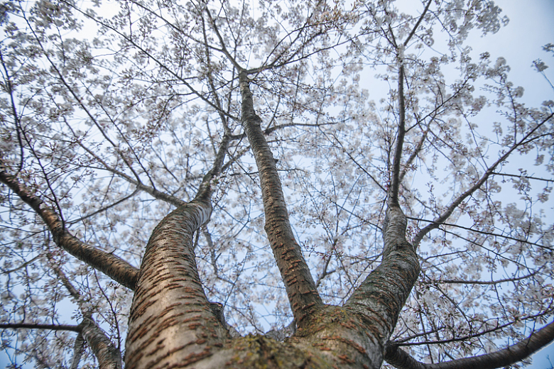 一棵盛开的樱花树