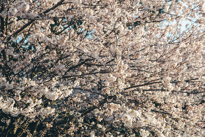 满屏的樱花树