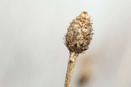 野外干枯的花朵