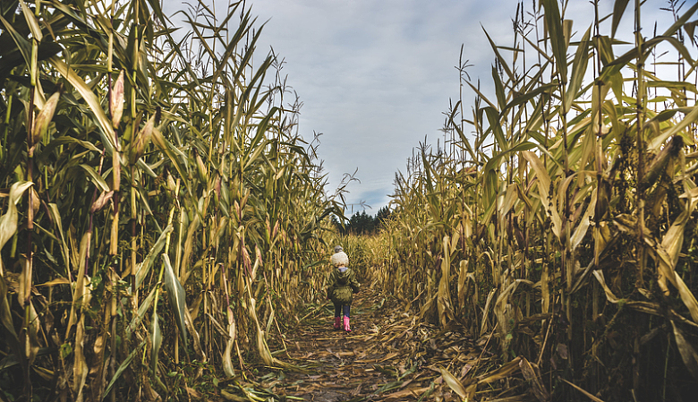 小女孩探索玉米地