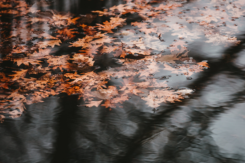 浑浊的水面上的桔黄色叶子