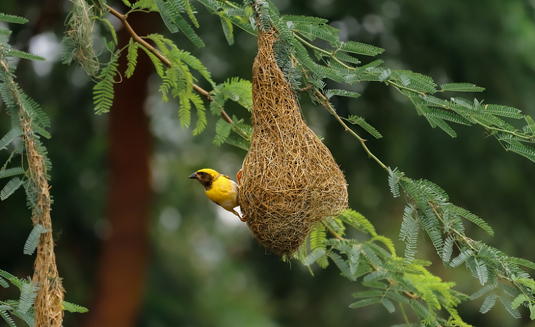一只黄色的小鸟在一棵绿树上筑巢