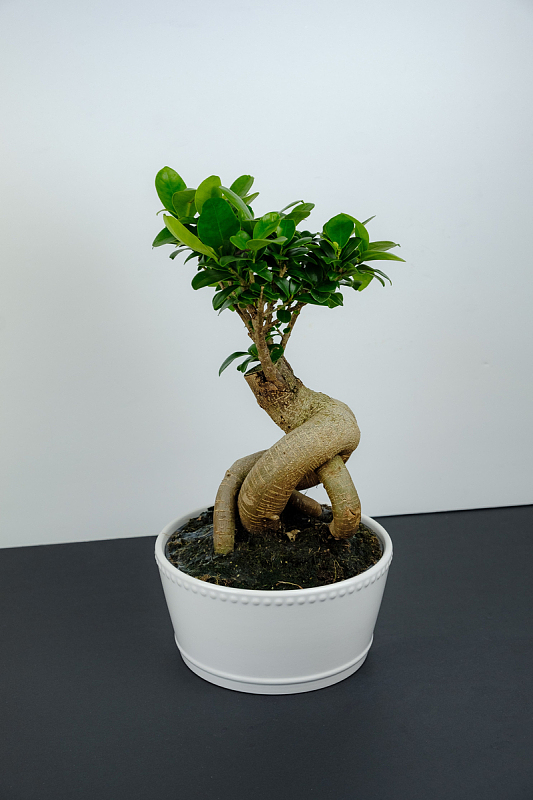 单色背景的盆景树