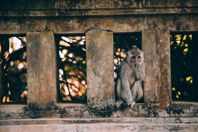 树间石墙上的猴子