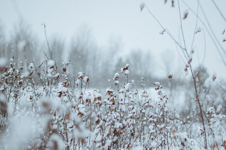 田野里被雪覆盖的植物