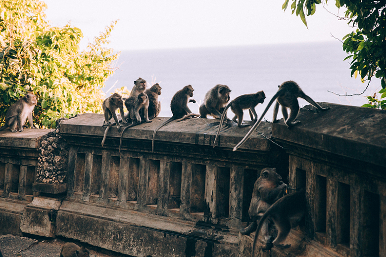 猴子集体在石墙上观看