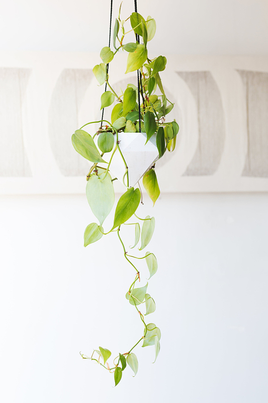 盆栽绿色植物