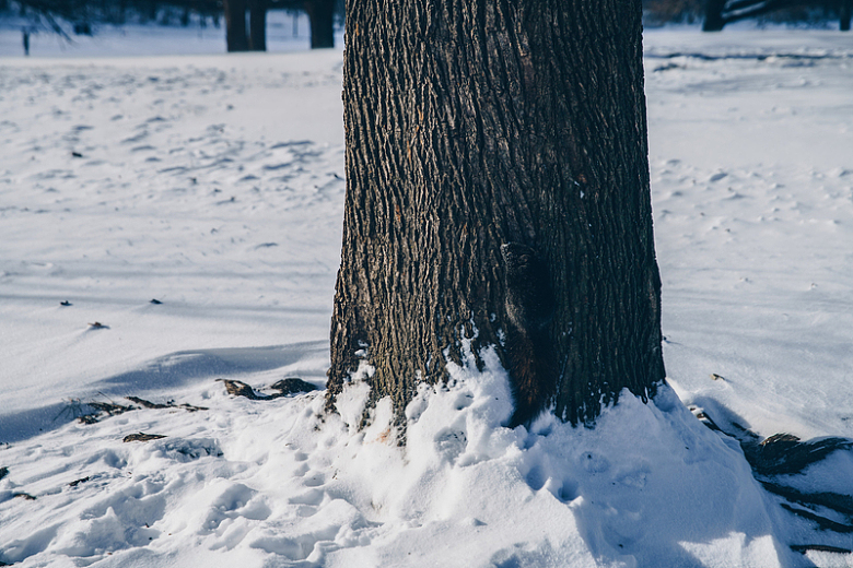 雪中爬树干的松鼠