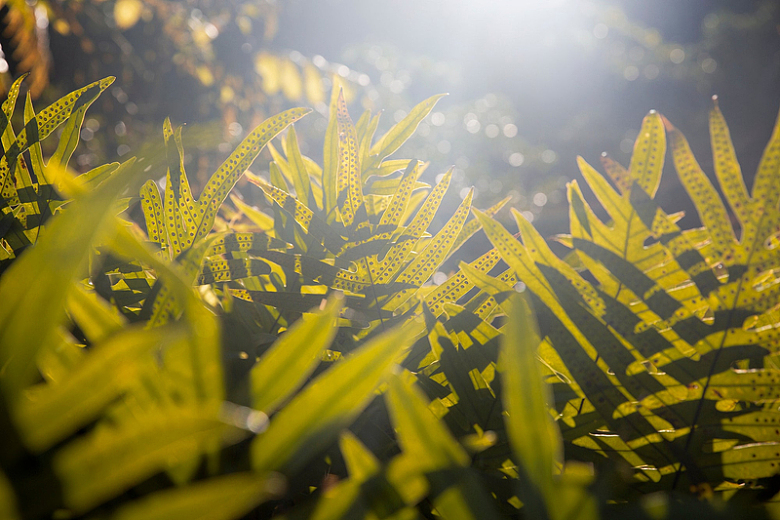 阳光照耀下蕨类植物绿叶