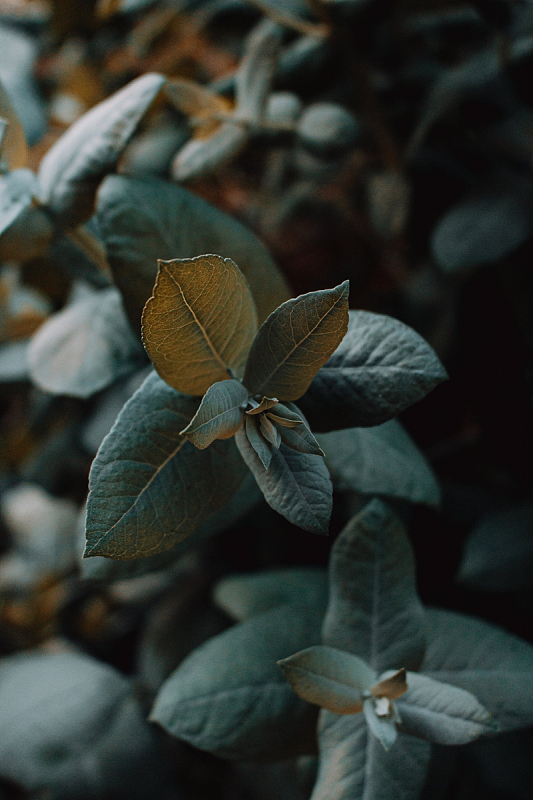 植物绿叶特写