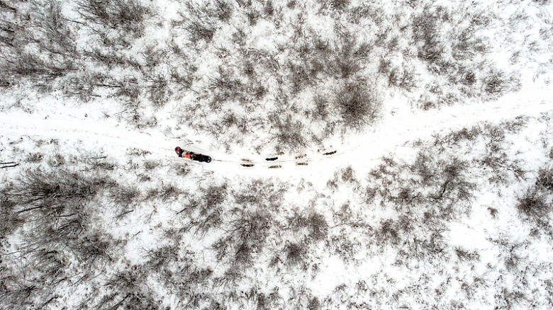 雪橇犬队徒步穿越白雪皑皑的白杨林