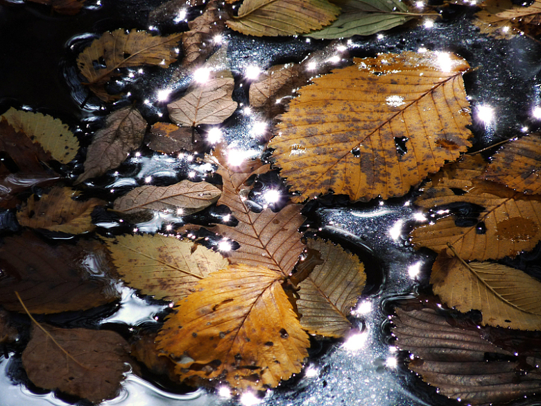阳光反射时树叶漂浮在水面上