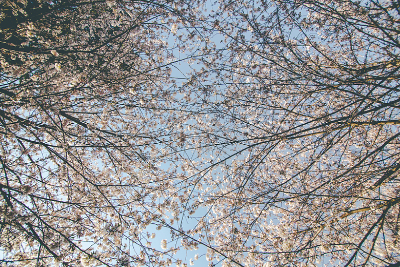仰望蓝天下的樱花树