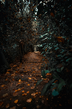 树林里绿树成荫的小路