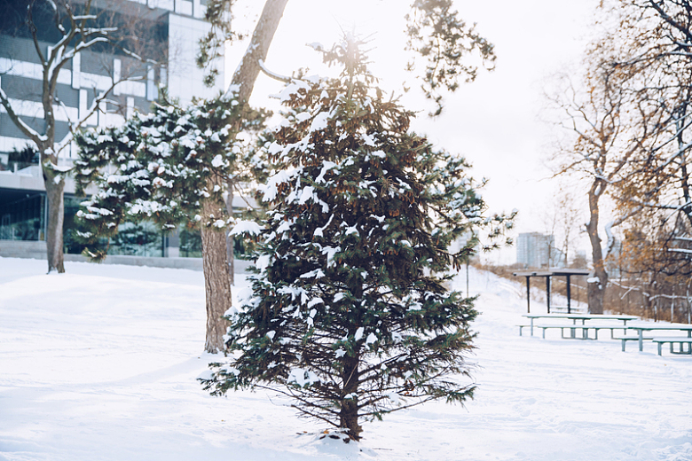 白雪覆盖的松树