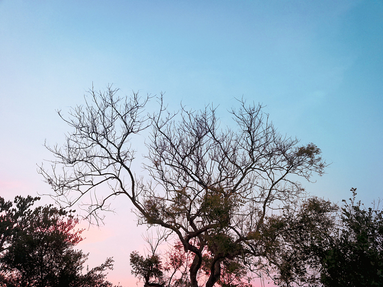 穿过一棵树的粉红色和蓝色的天空