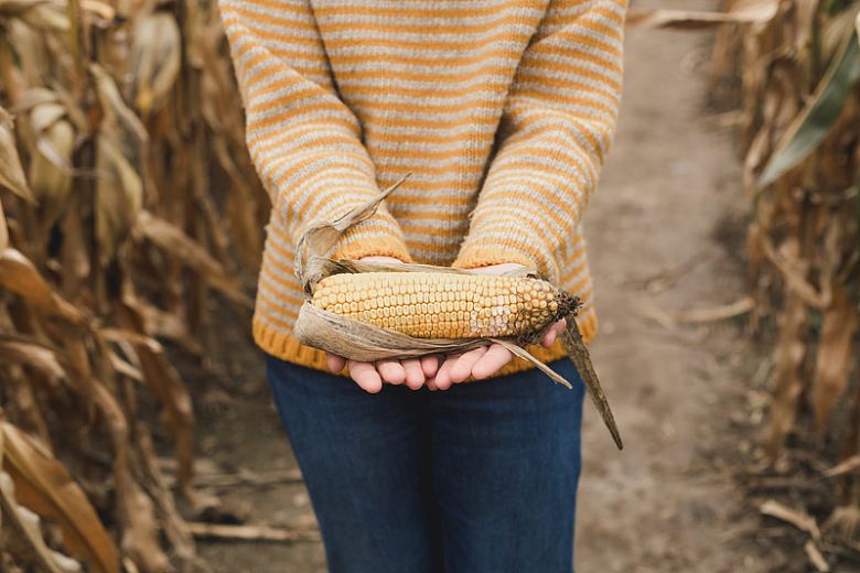 秋季收割玉米