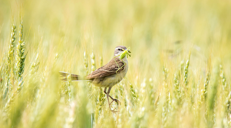 绿色麦地里一只麻雀叼着蚂蚱