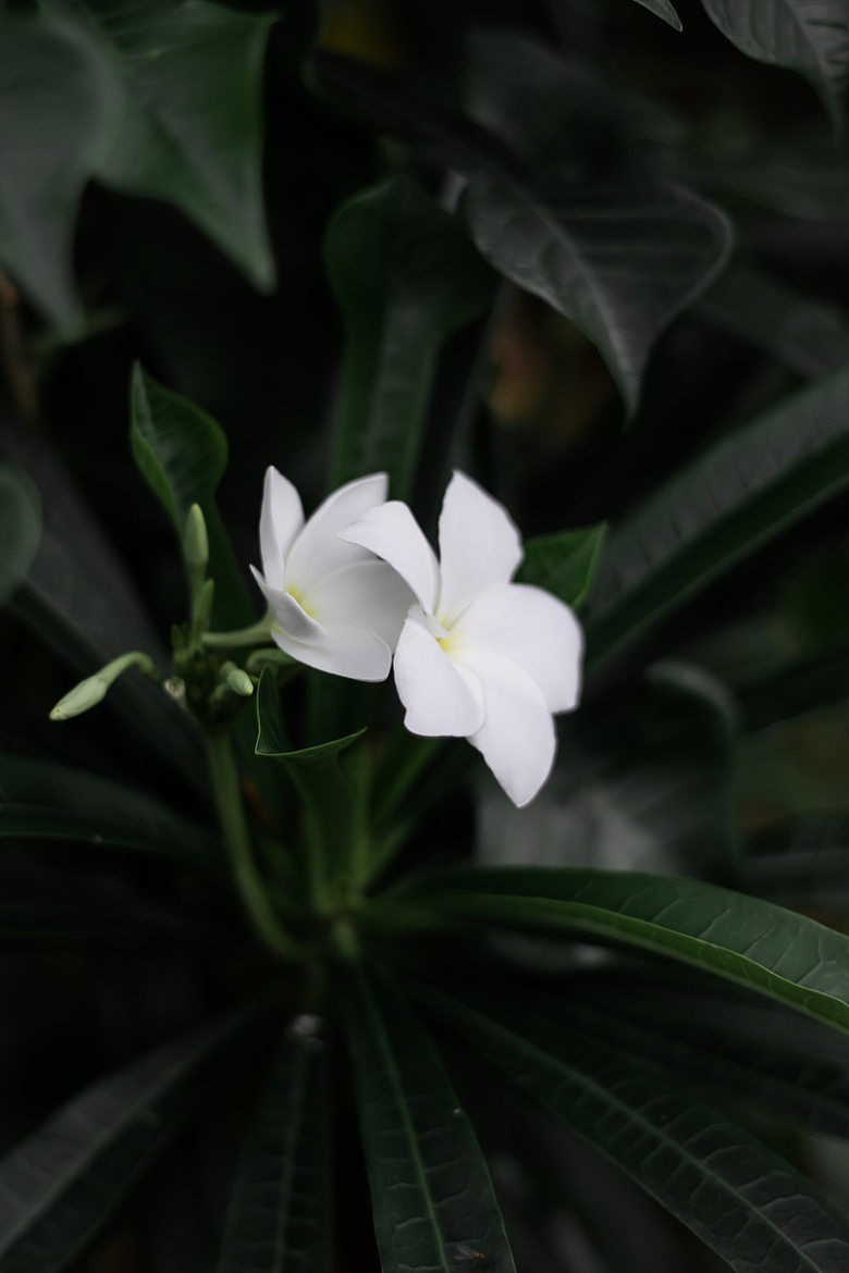 深绿色植物开出的白色花朵