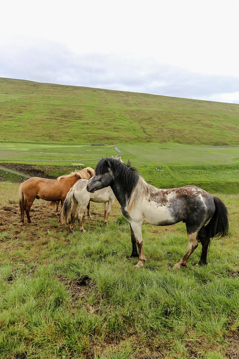 马匹在绿色的平原上