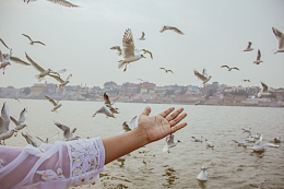 迎接海鸥的手